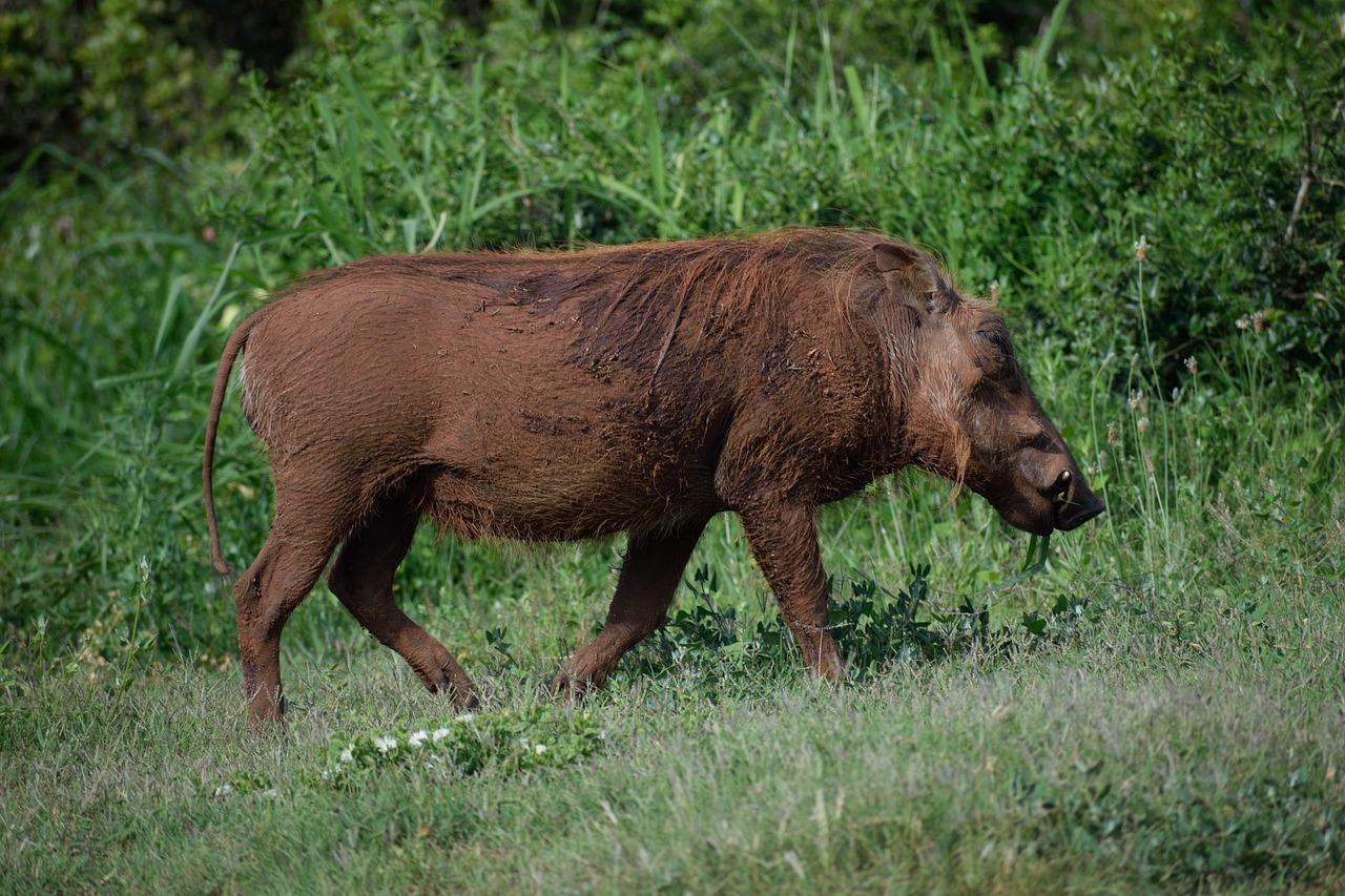 Sottobicchiere Awesome Warthog Con Facocero – Regalo Originale Per Amanti Degli Animali E Safari, Design Con Maiale Selvatico, Fondo In Sughero, 9,5x9,5 Cm (Kenya Africa)