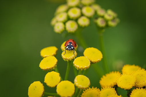 Mariehøne, Insekt, Coccinellidae