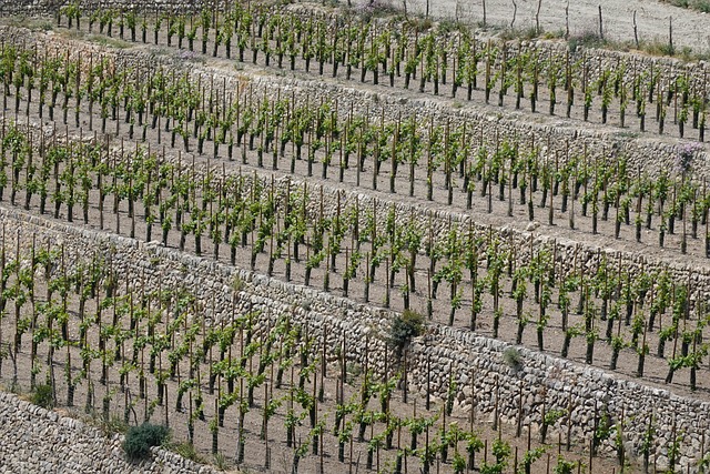 Free Vineyard Structure photo and picture