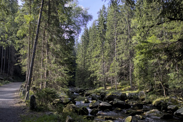 Free Forest Nature photo and picture