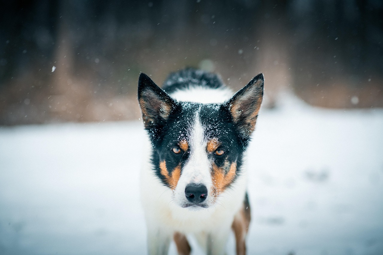 Border Collie - free online jigsaw puzzle photo