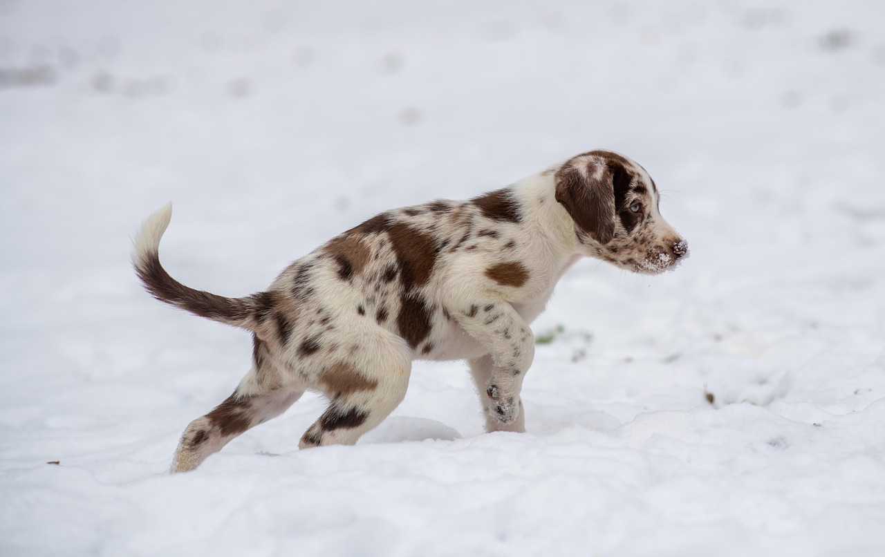 Young red merle puppy, approximately six weeks old, sitting and looking at camera.