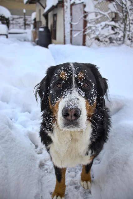 Free Dog Winter photo and picture