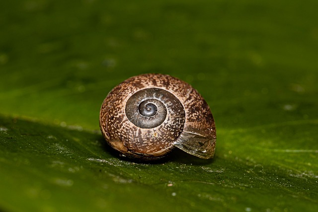 Snail Anmal Shells marri63 - Pixabay