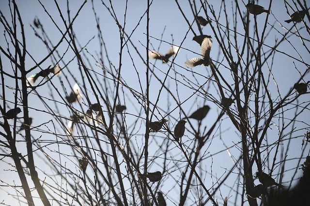 Spatz, Winter, Flügel, Vögel