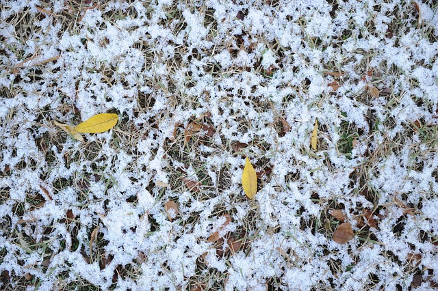 Winter, Blätter, Gelb, Schnee