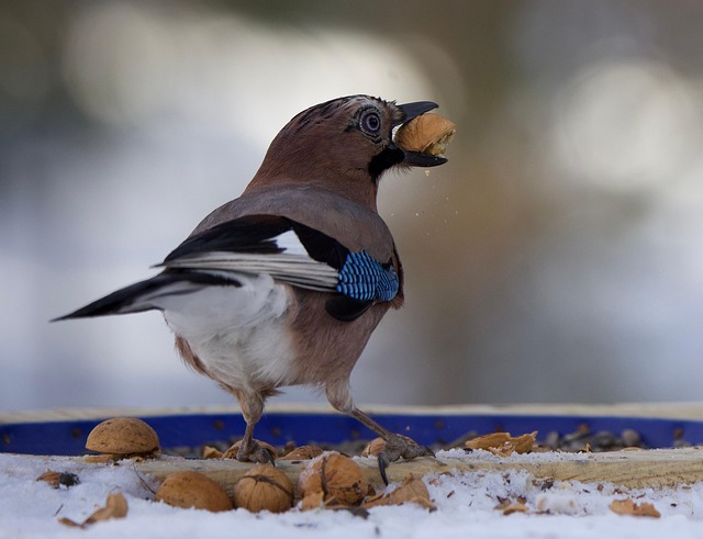 Free Jay Birds photo and picture