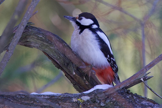 Free Woodpecker Forest photo and picture