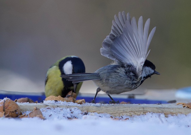Free Bird Nature photo and picture