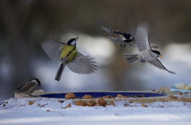 Free Game Flight photo and picture