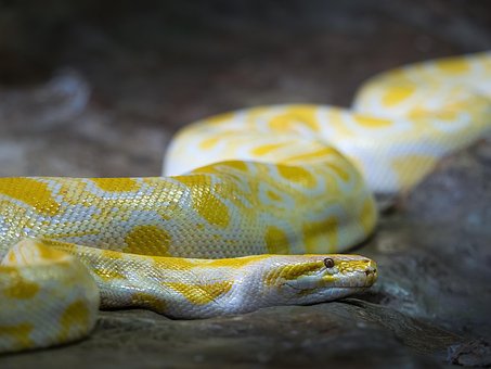 Albino-Birmanpython, Burma-Python