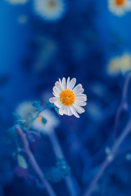 Free Daisy Flower photo and picture
