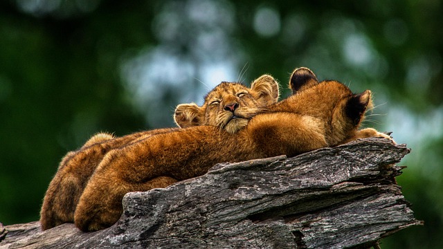 Löwen, Löwenbabys, Natur, Tiere