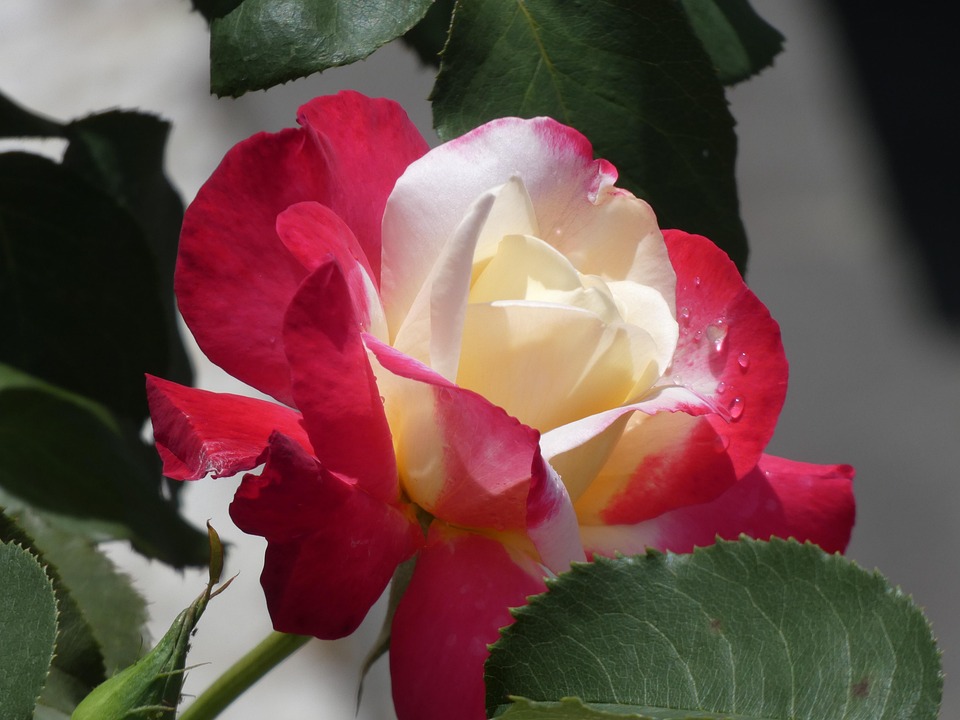 Rose Weiße Und Rote Blume - Kostenloses Foto auf Pixabay - Pixabay