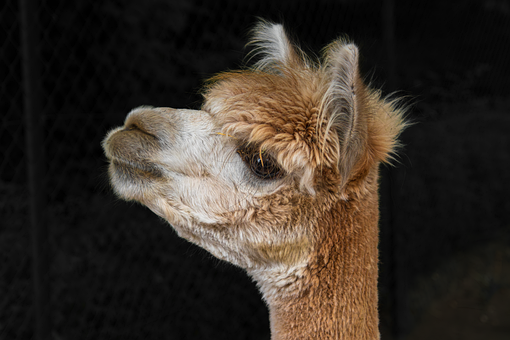 Alpaca, Pattedyr, Bjerg Lama, Camelidae