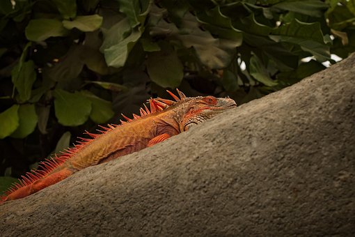 Leguán, Plaz, Zvíře, Fauna