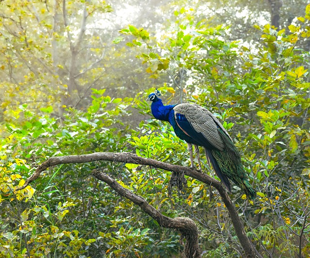 Pavo Real, Pájaro, Naturaleza