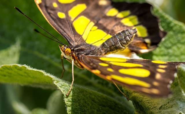 Free butterfly insect nymphalidae illustration