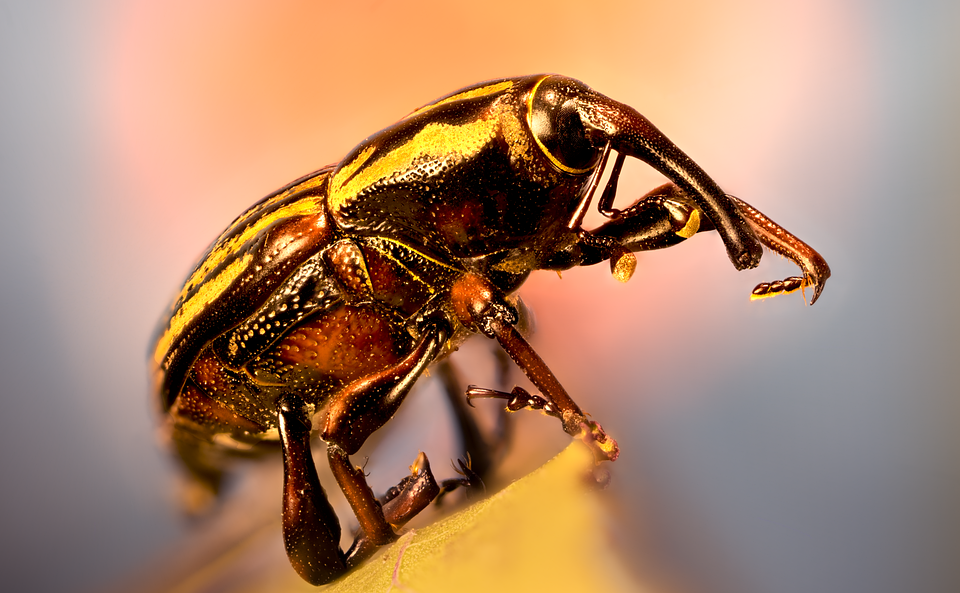 Download Weevil, Beetle, Bug. Royalty-Free Stock Illustration Image ...