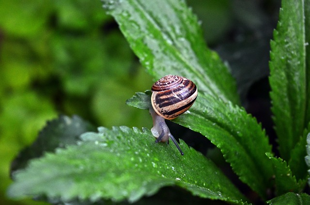 Free Snail Shell photo and picture