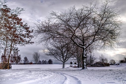 Free Trees Path photo and picture