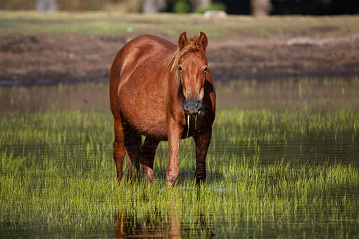 Free Nature Wild photo and picture