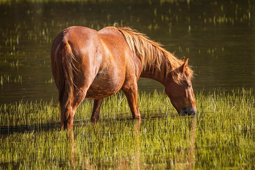 Free Horse Animal photo and picture