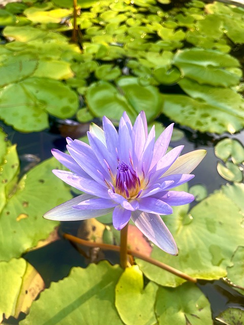 Seerose, Asien, Teich, Lotus, Blume