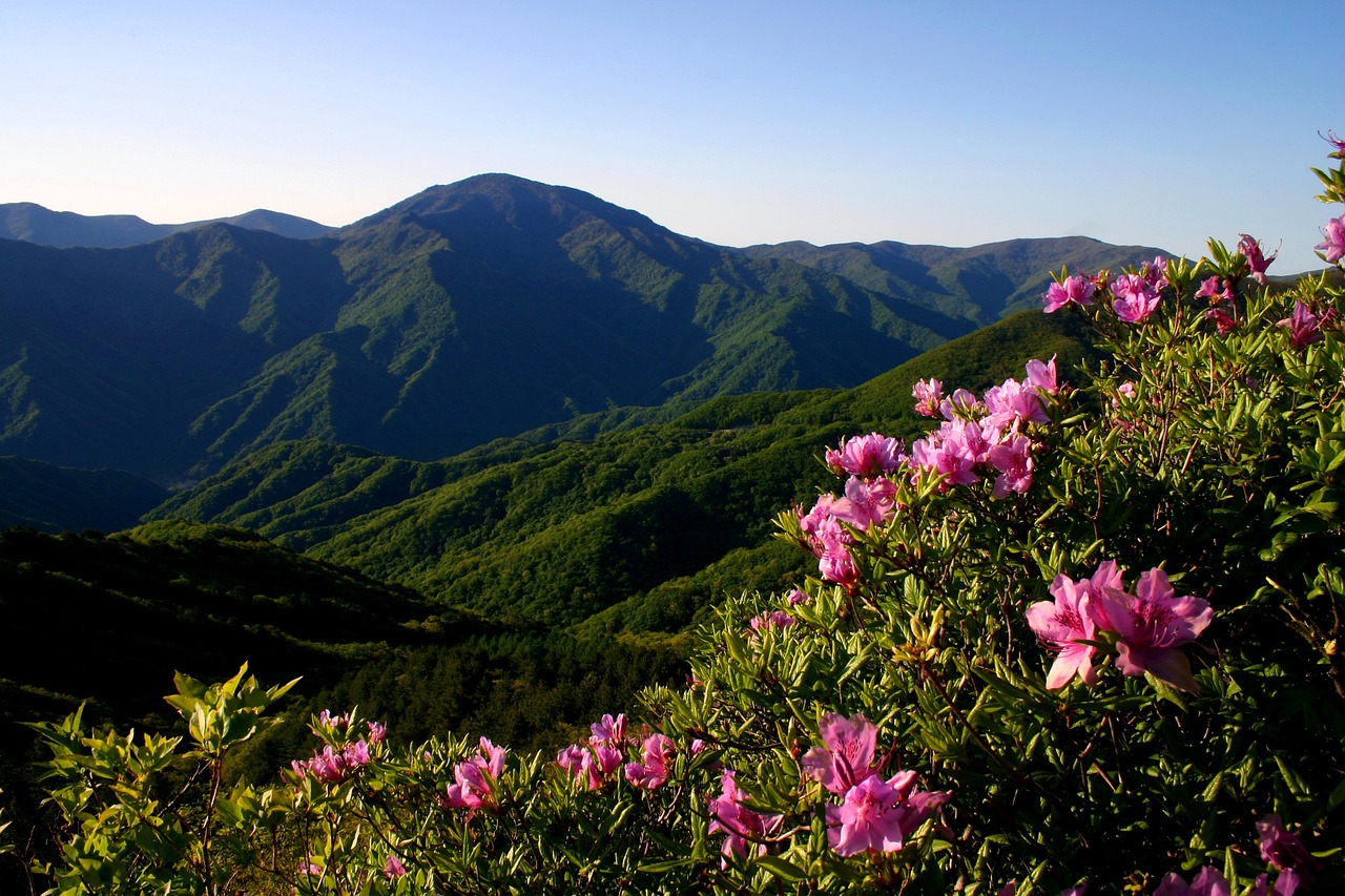 Azalea Longing Nature Spring - Free photo on Pixabay - Pixabay