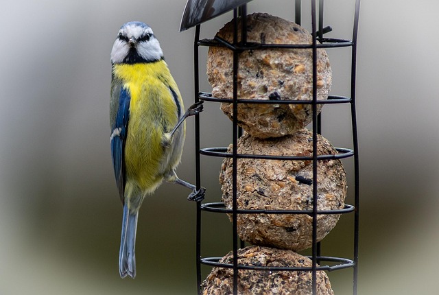 Free Blue Tit Songbird photo and picture