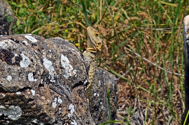 Free Lizard Reptile photo and picture