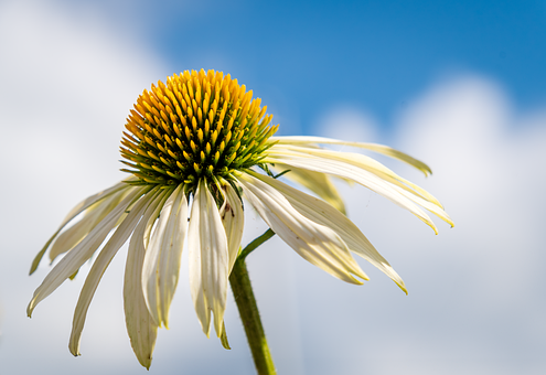 Blomst, Echinacea, Blomster Baggrund