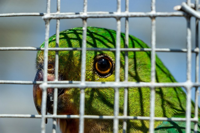 Free Bird Parrot photo and picture