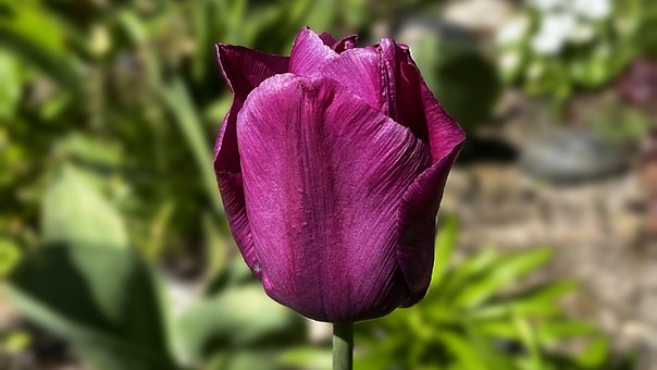 Free Flower Tulip photo and picture