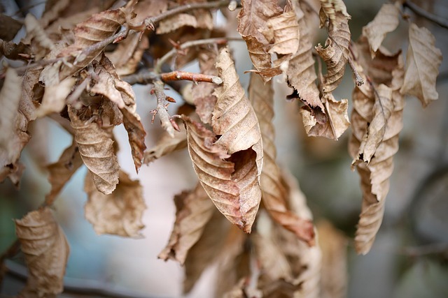 Free Hornbeam Leaves photo and picture