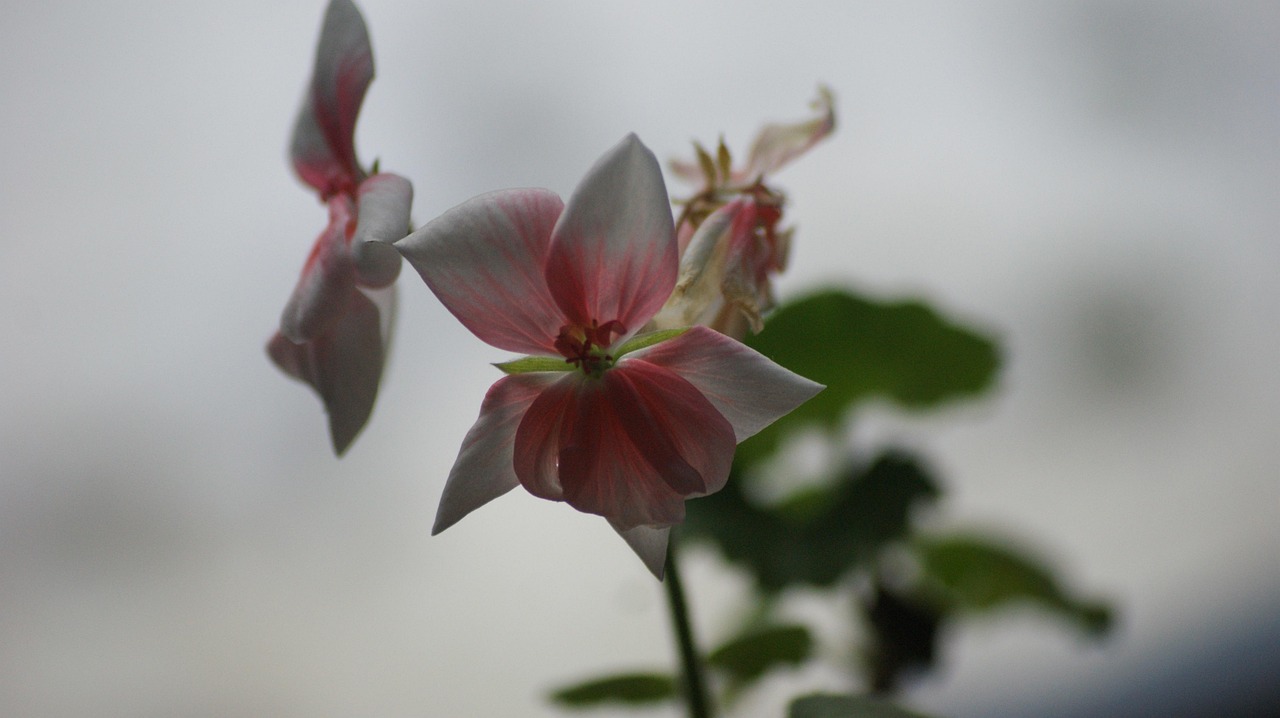 Geranium Geraniums Flora - Free photo on Pixabay - Pixabay