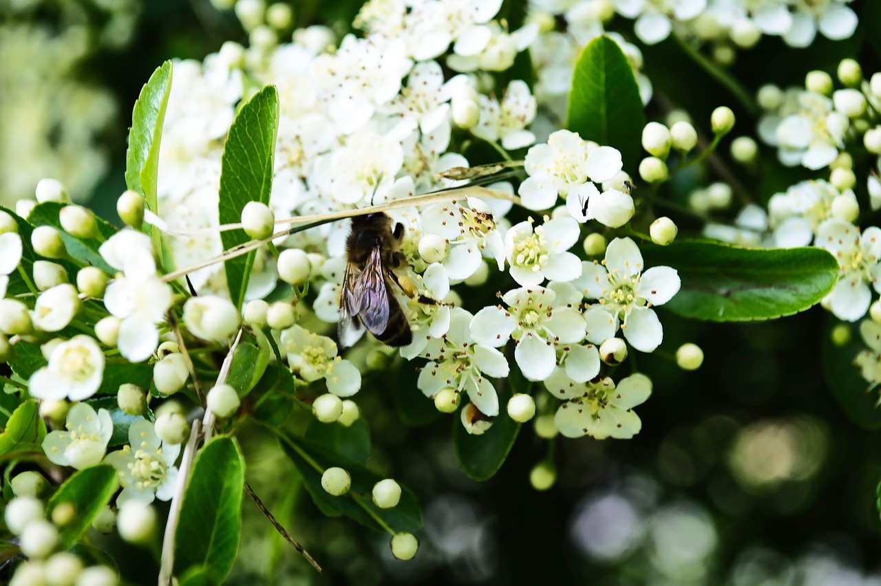 Fleur Nature Bloom Le - Photo gratuite sur Pixabay - Pixabay