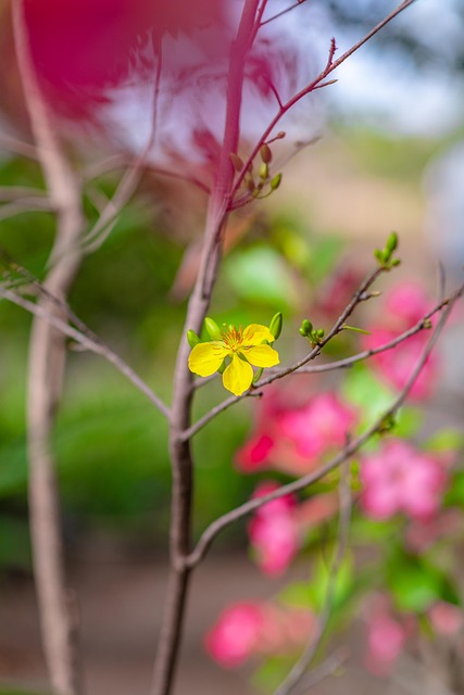 Free Hoamai Apricot Blossom photo and picture