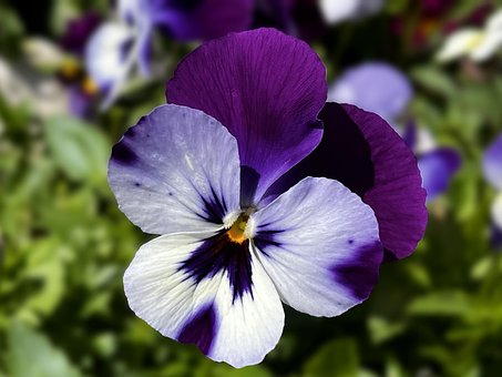 Free Pansy Flower photo and picture