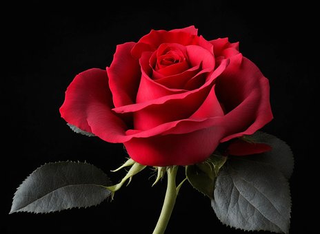 Rose, Isolert, Bakgrunn, Blomst