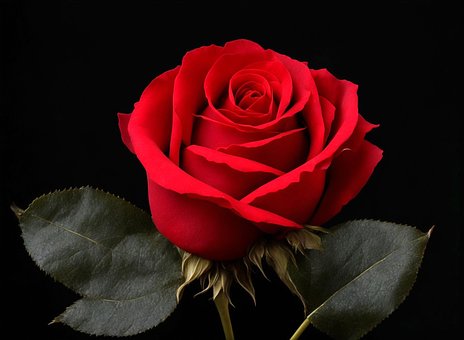 Rose, Rød, Hvit, Topp, Bilde, Knopp