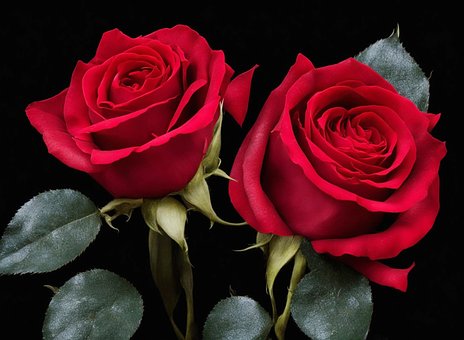 Rose, Rød, Hvit, Bilde, Bakgrunn