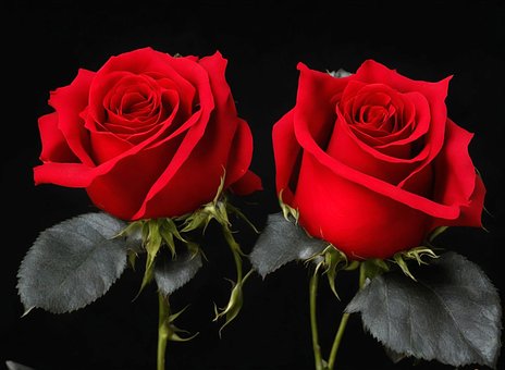 Rose, Blomst, Natur, Kjærlighet
