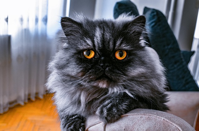 Free Cat Animal photo and picture