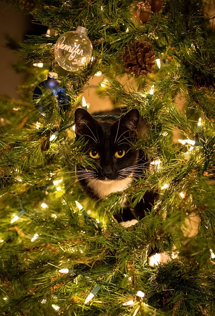 Free Tree Lights photo and picture