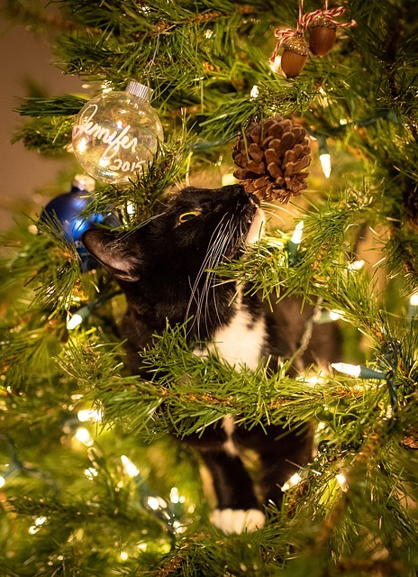 Free Tree Lights photo and picture