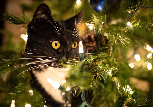 Free Tree Lights photo and picture
