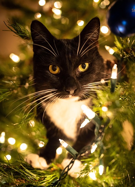 Free Tree Lights photo and picture
