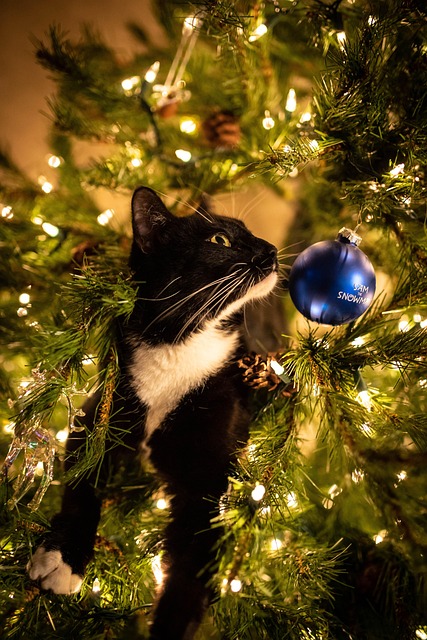 Free Tree Lights photo and picture