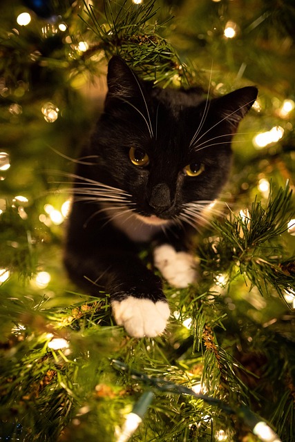 Free Tree Lights photo and picture